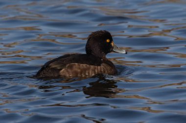 Tufted Duck (Aythya fuligula), İsveç 'in güneyinde bir gölde yüzen dişi ördek..