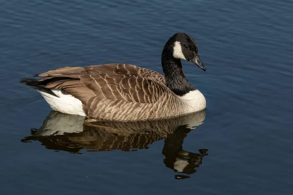 Kanada Kaz Kaz (Branta canadensis) Güney İsveç 'te bir gölde yüzüyor.
