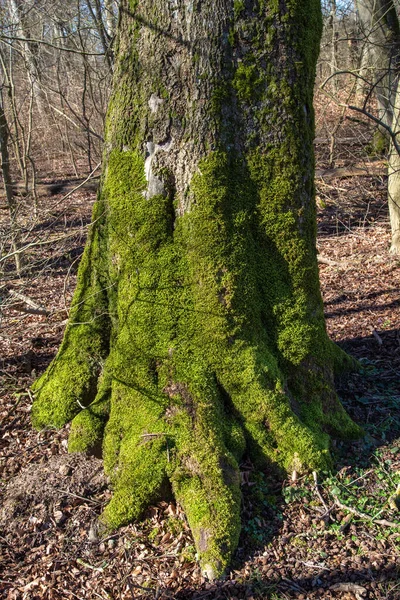 Dalby Soderskog Het Kleinste Nationale Park Van Europa Met Edele — Stockfoto