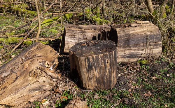 Dalby Soderskog Het Kleinste Nationale Park Van Europa Met Edele — Stockfoto