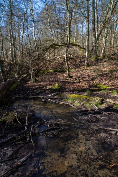Dalby Soderskog Najmniejszy Park Narodowy Europie Szlachetnym Lasem Liściastym Wieloma — Zdjęcie stockowe