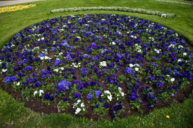 İsveç 'in merkezindeki Karlskrona, Blekinge parkında çiçek açmış..