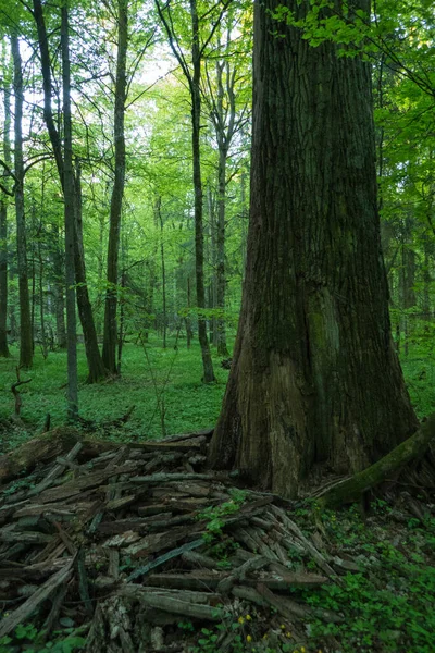 Oude Stam Weelderig Loofbos Het Nationaal Park Bialowieza Het Oosten — Stockfoto