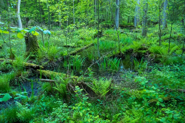 Wetland Weelderig Loofbos Bialowieza National Park Het Oosten Van Polen — Stockfoto