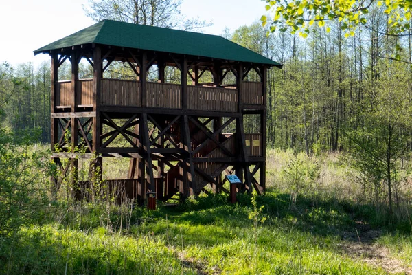 Polonya 'nın doğusundaki Bialowieza' da, yaprak döken ormanın yanındaki kuş izleme kulesi..
