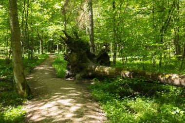Polonya 'nın doğusundaki Bialowieza Ulusal Parkı' ndaki verimli yaprak döken ormanlardan geçen toprak yol..