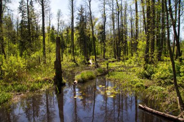 Polonya 'nın doğusunda, Bialowieza' da doğal ormanı olan bataklık bölgesi..