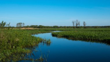 Bahar zamanı Polonya 'nın güneyindeki Goniadz' da sulak alan..