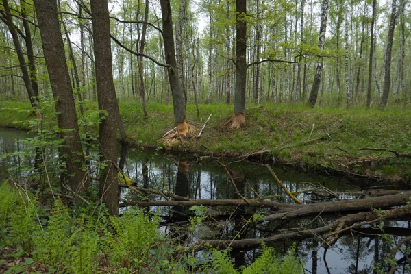 Lahan Basah Hutan Gugur Yang Subur Taman Nasional Bialowieza Polandia — Stok Foto