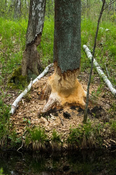 Beaver Geslagen Boom Weelderig Loofbos Bialowieza National Park Het Oosten — Stockfoto