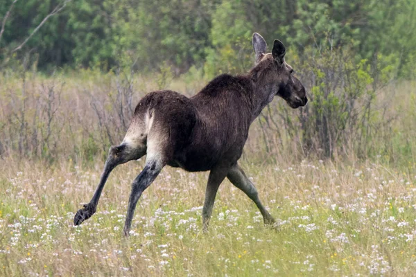 Elk Alces Alces Runs Meadow Goniadz Northeastern Poland — Stock Photo, Image