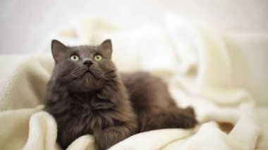 Güzel gri tüylü kedi kanepede uyuyor. Seçici odak.