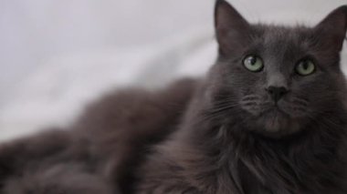 Yumuşak gri kedi kanepede yatıyor ve üzgün. Seçici odak.