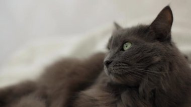 Yumuşak gri kedi kanepede yatıyor ve üzgün. Seçici odak.