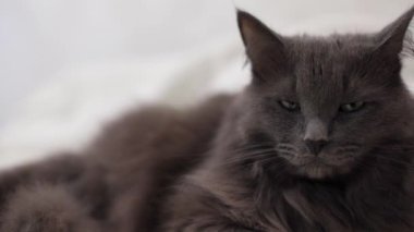 Mutlu Noeller! Noel Baba şapkasıyla kanepede uzanmış gri komik bir kedi süslü bir Noel ağacının arka planında..