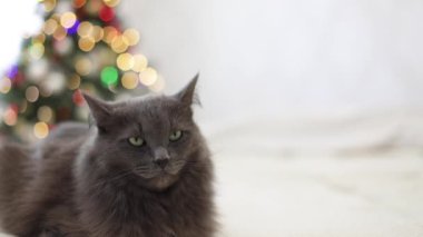 Mutlu Noeller! Gri komik bir kedi dekore edilmiş bir Noel ağacının arka planında bir kanepede yatıyor. Seçici odak.