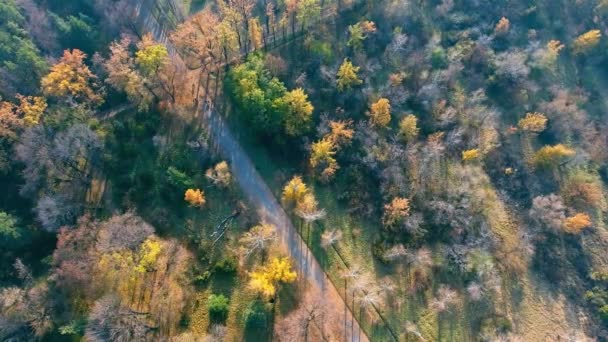 Vue de dessus de forêt de saison d'automne du drone. Parc d'automne .