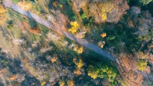 Herfst seizoen bos bovenaanzicht van drone. Herfst park. — Stockvideo