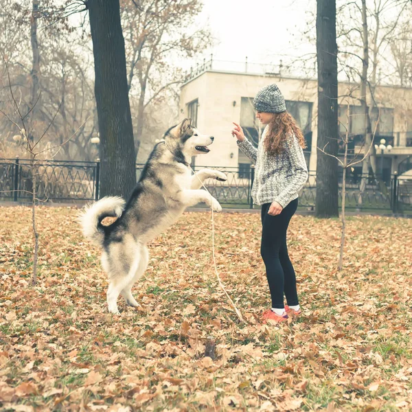 Bilden av ung flicka leker med hennes hund, alaskan malamute — Stockfoto