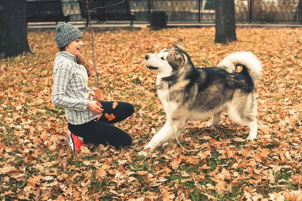 Imagen de una jovencita jugando con su perro, Alaska Malamute — Foto de Stock