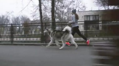 Köpeğini, alaskan malamute koşan genç kız görüntüleri