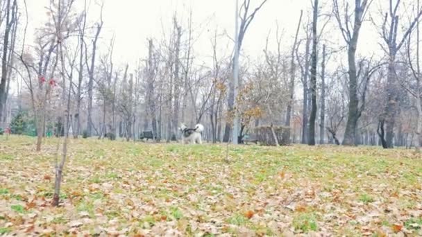 Imagem de menina brincando com seu cão, malamute alasca — Vídeo de Stock