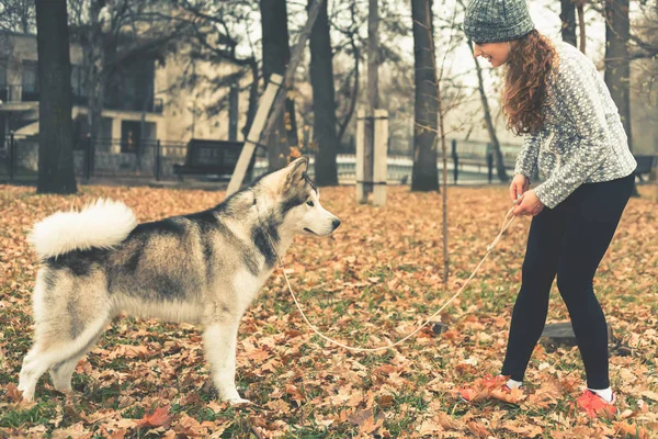 Obrázek mladá dívka si hraje se svým psem, Aljašský malamut — Stock fotografie