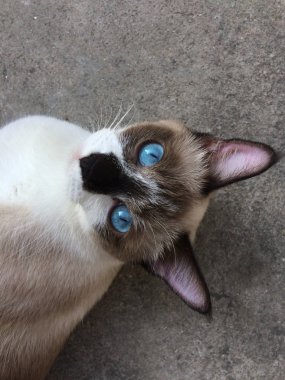 Yalan bir Siyam kedisi fotoğrafı yakından sakin ol yerde 