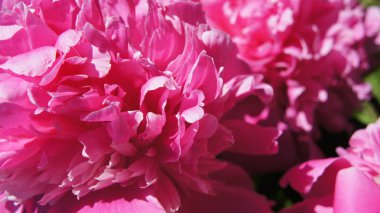 çiçek halı arka plan