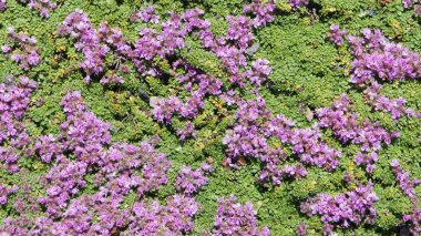 çiçek halı arka plan