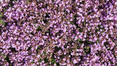 çiçek halı arka plan