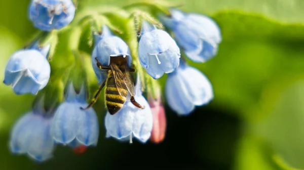 çiçek açan bluebells çiçekler