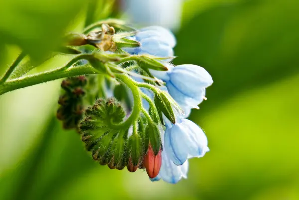 çiçek açan bluebells çiçekler