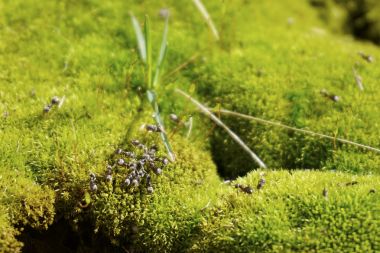 Karıncalar takımı yosun bir ev düzenlemek