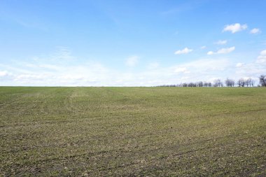  Yeşil buğday alan ağaçlar ve mavi gökyüzü bulutlu             