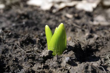 Yeni bir hayat. Bahar, kir, Closeup büyüyen genç Filiz.