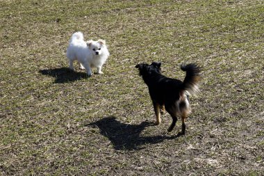 Beyaz fino köpeği ve genç köpek / yeşil buğday köpeklerine bahar / yaz alan birbirleri ile oynama