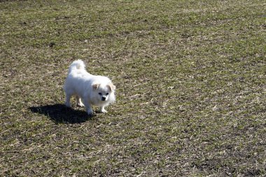 Fino köpeği bir yeşil buğday ilkbahar/yaz alanı