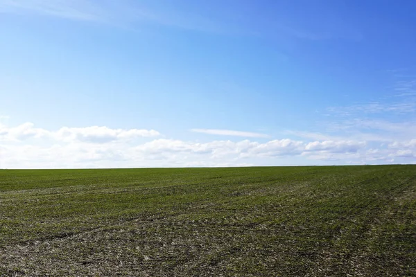 Blå Himmel Med Moln Och Grön Vetefält — Stockfoto