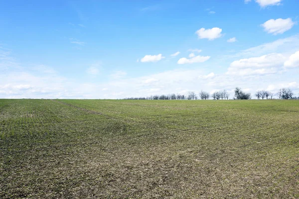 Grön Vetefält Med Träd Och Blå Himmel Med Moln — Stockfoto