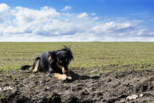 Ung Hund Valp Grön Vetefält Vår Sommar — Stockfoto