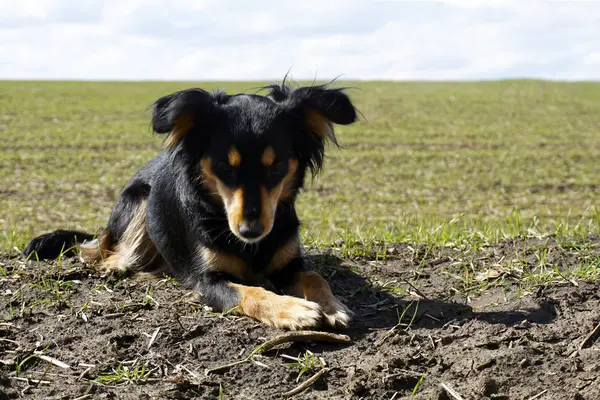 Молодий Собака Цуценя Зеленому Пшеничному Весняно Літньому Полі — стокове фото