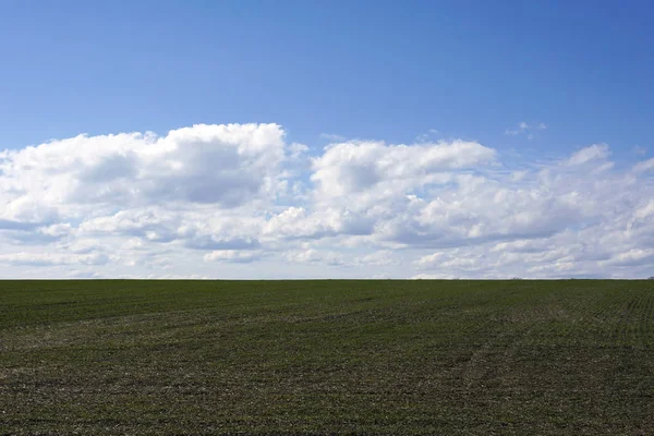 Blå Himmel Med Moln Och Grön Vetefält — Stockfoto