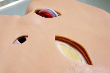 Öğrenciler veya yenilikçi eğitim sürecinde doktorlar tarafından acil cerrahi tedavi için açık yara simülasyon tıp modeli.