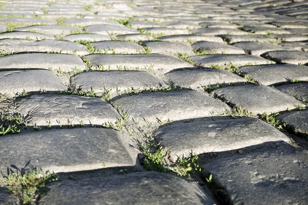 Primer Plano Del Antiguo Camino Europeo Adoquines Pequeñas Plantas Con —  Fotos de Stock