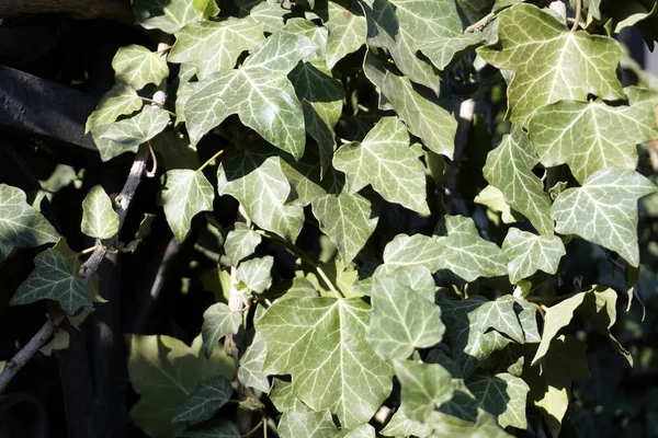 Efeu Efeuheckenhintergrund Ivyberry Kulisse Efeutapete Ivyberry Hintergrundbild Efeumauer Grüne Mauer — Stockfoto