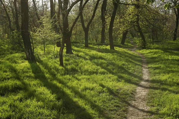 Sunset in the forest with long tree shadows and green grass with a road