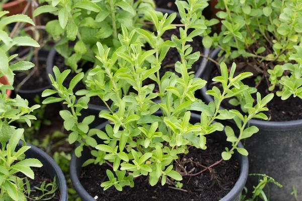 Pianta di Stevia rebaudiana Royaltyfria Stockfoton