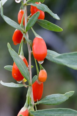 Frutti di Goji (Lycium barbarum) 