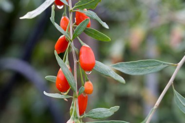 Frutti di Goji (Lycium barbarum) 